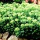 Thumbnail picture of Sedum (Sedum x 'Automn Joy') with light green flower heads.  Select for larger images and more information.