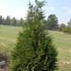 Thumbnail picture of Green Giant Arborvitae (Thuja x 'Green Giant').  Select for larger images and more information.