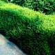 Thumbnail picture of Littleleaf Boxwood (Buxus microphylla) hedge.  Select for larger images and more information.