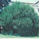 Thumbnail picture of Common Boxwood (Buxus sempervirens) shrub. Select for larger images and more information.