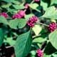 Thumbnail picture of American Beautiberry (Callicarpa americana) leaves and red berry clusters  Select for larger images and more information.