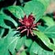 Thumbnail picture closeup of Common Sweetshrub (Calycanthus floridus) red flower with green foliage.  Select for larger images and more information.