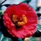 Thumbnail picture closeup of Japanese Camellia (Camellia japonica) red flower.  Select for larger images and more information.