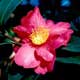 Thumbnail picture closeup of Sasanqua Camellia (Camellia sasanqua) red flower with yellow center.  Select for larger images and more information.