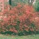 Thumbnail picture of Japanese Floweringquince (Chaenomeles japonica) shrub with early coral colored flowers  Select for larger images and more information.