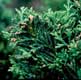 Thumbnail picture closeup of Hinoki Falsecypress (Chamaecyparis obtusa 'Nana Gracilis') foliage.  Select for larger images and more information.