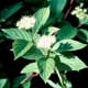 Thumbnail picture closeup of Rodosier Dogwood (Cornus sericea [f. stolonifera] ) white flowers and green leaves  Select for larger images and more information.