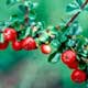 Thumbnail picture closeup of Cranberry Cotoneaster (Cotoneaster apiculatus) red berry-like fruit  Select for larger images and more information.