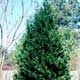 Thumbnail picture of Leyland Cypress (X Cupressocyparis leylandii) pyramidal shrub form  Select for larger images and more information.