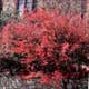 Thumbnail picture of Winged Euonymus (Euonymus alatus) shrub in bright reddish pink fall color  Select for larger images and more information.