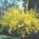 Thumbnail picture of Border Forsythia (Forsythia x intermeda) shrub covered with bright yellow flowers  Select for larger images and more information.