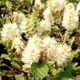 Thumbnail picture closeup of Dwarf Fothergilla (Fothergilla gardenii) thimble-like white flowers  Select for larger images and more information.