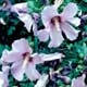 Thumbnail picture of Althea (Hibiscus syriacus) with lavender flowers  Select for larger images and more information.