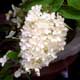 Thumbnail picture closeup of Panicle Hydrangea (Hydrangea paniculata) white flower panicle.  Select for larger images and more information.