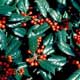 Thumbnail picture closeup of Burford Holly (Ilex cornuta 'Burfodii') leaves and red berries.  Select for larger images and more information.