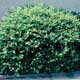 Thumbnail picture of Dwarf Japanese (Ilex crenata 'Compacta') shrub.  Select for larger image and more information.