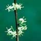 Thumbnail picture closeup of Possumhaw (Ilex decidua) white flowers on stem.  Select for larger images and more information.