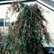 Thumbnail picture of Weeping Yaupon Holly (Ilex vomitoria 'Pendula') form showing 'weeping' habit.  Select for larger image and more information.