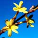 Thumbnail picture closeup of Winter Jasmine (Jasminum nudiflorum) stem with bright yellow flowers  Select for larger images and more information.