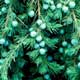 Thumbnail picture closeup of Shore Juniper (Juniperus conferta) needles and pale blue-green fruit capsules.  Select for larger images and more information.