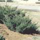 Thumbnail picture of Pfitzer Juniper (Juniperus x media 'Pfizteriana') shrub form  Select for larger images and more information.