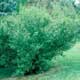 Thumbnail picture of Amur Privet (Ligustrum amurensei) shrub.  Select for larger images and more information.