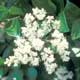 Thumbnail picture closeup of Japanese Privet (Ligustrum japonicum) white flower panicle.  Select for larger images and more information.