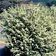 Thumbnail picture of Chinese Fringeflower (Loropetalum chinense) shrub.  Select for larger images and more information.