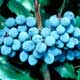 Thumbnail picture closeup of Oregon Hollygrape (Mahonia aquifolium) bright blue fruit cluster.  Select for larger images and more information.