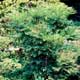 Thumbnail picture of Heavenly Bamboo (Nandina domestica) green shrub.  Select for larger images and more information.