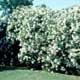 Thumbnail picture of Oleander (Nerium oleander) shrubs bearing white flowers  Select for larger images and more information.
