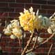Thumbnail picture of Paperbush (Edgeworthia chrysantha) shrub Select for larger images and more information.