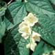 Thumbnail picture closeup of Mockorange (Philadelphus coronarius) white flowers and leaves  Select for larger images and more information.