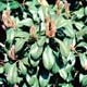 Thumbnail picture closeup of Fraser Photinia (Photinia x fraseri) foliage showing red leaf tips.  Select for larger images and more information.