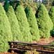 Thumbnail picture of several Dwarf Alberta Spruce (Picea glauca 'Conica') conical green forms.  Select for larger image and more information.