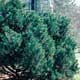 Thumbnail picture of Mugo Pine (Pinus mugo) older shrub form  Select for larger images and more information.
