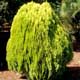 Thumbnail picture of Oriental Arborvitae (Platycladus orientalis [f. Thuja orientalis] ) showing decarative yellowish foliage and form  Select for larger images and more information.