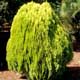 Thumbnail picture of Oriental Arborvitae (Platycladus orientalis [f. Thuja orientalis] ) showing decarative yellowish foliage and form  Select for larger images and more information.