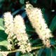 Thumbnail picture closeup of Carolina Cherrylaurel (Prunus caroliniana) white flower racemes.  Select for larger images and more information.