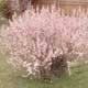 Thumbnail picture of Dwarf Flowering Almond (Prunus glandolusa) shrub covered with pink flowers  Select for larger images and more information.