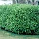 Thumbnail picture of Common Cherrylaurel (Prunus laurocerasus) green hedge.  Select for larger images and more information.