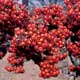 Thumbnail picture closeup of Pyacantha (Pyracantha coccinea) dense cluster of red berry-like fruit  Select for larger images and more information.