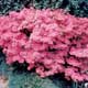 Thumbnail picture of Azalea (Rhodedendron sp.) shrub covered in pink flowers  Select for larger images and more information.