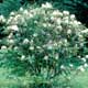 Thumbnail picture of Rhododendron (Rhododendron sp.) shrub with white flowers  Select for larger images and more information.