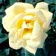 Thumbnail picture closupe of Hybrid Tea Rose (Rosa sp.) yellow flower.  Select for larger images and more information.