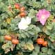 Thumbnail picture closeup of Rugosa Rose (Rosa rugosa) showing white and pink flowers, leaves, and orange fruit  Select for larger images and more information.