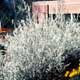 Thumbnail picture of Bridalwreath Spirea (Spiraea prunifolia) covered with white flowers  Select for larger images and more information.