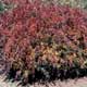 Thumbnail picture of Vanhoutte Spirea (Spiraea x vanhouttei) shrub form in dark orange fall color  Select for larger images and more information.