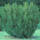 Thumbnail picture of Yew (Taxus sp.) shrub form  Select for larger images and more information.