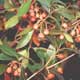 Thumbnail picture closeup of Japanese Ternstroemia (Ternstroemia gymnanthera f. Cleyera gymna.) foliage and pale red berry-like fruit  Select for larger images and more information.